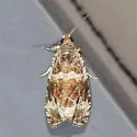 Olethreutes versicolorana - Hodges#2814 - photo 4