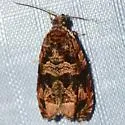 Olethreutes viburnanum - Hodges#2801