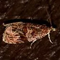 Olethreutes viburnanum - Hodges#2801 - photo 3