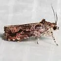 Olethreutes viburnanum - Hodges#2801 - photo 5