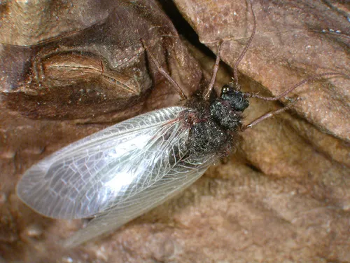 Cheese-weed Moth Lacewing - photo 2