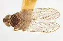 Oliaridellus apache - photo 2