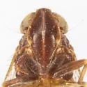Oliaridellus apache - photo 3