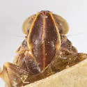Oliaridellus apache - photo 4