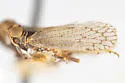 Oliaridellus apache - photo 5