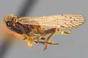 Oliaridellus retentus