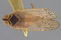 Oliaridellus retentus - photo 2