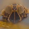 Oliaridellus retentus - photo 3