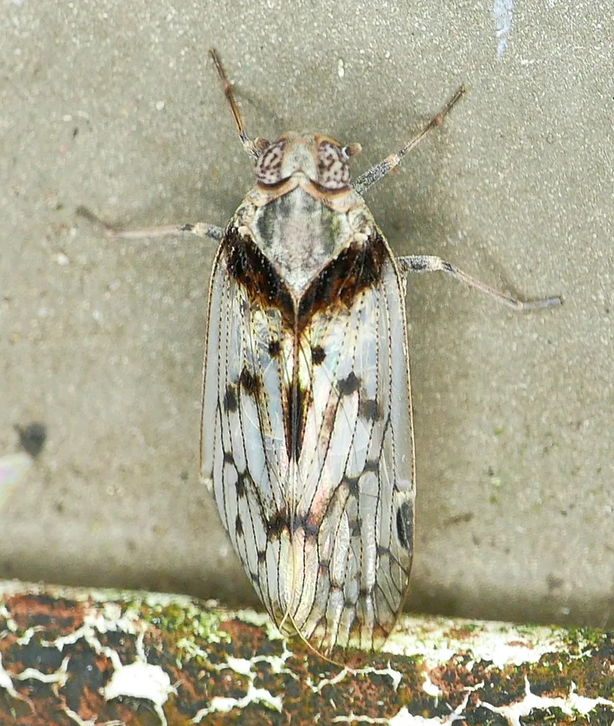 Oliaridus aridus