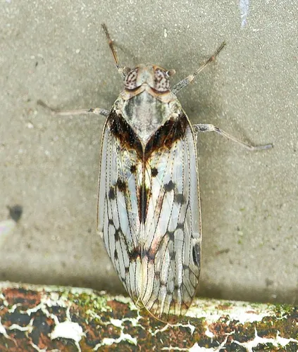 Oliaridus aridus - photo 2