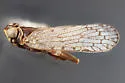 Oliaridus caldwelli