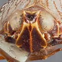 Oliaridus caldwelli - photo 3