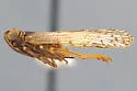 Oliaridus caldwelli - photo 4