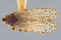 Oliaridus caldwelli - photo 5