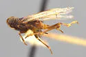 Oliaridus californicus