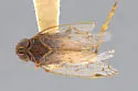 Oliaridus californicus - photo 2