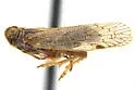 Oliaridus hesperius