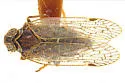 Oliaridus hesperius - photo 2