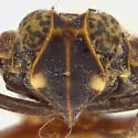 Oliaridus hesperius - photo 3