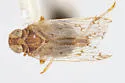 Oliaridus kieferi