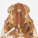Oliaridus kieferi - photo 2