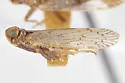 Oliaridus kieferi - photo 3