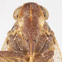 Oliaridus kieferi - photo 5