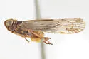 Oliaridus knullorum