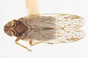 Oliaridus knullorum - photo 2