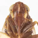 Oliaridus knullorum - photo 3