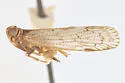 Oliaridus lobatus