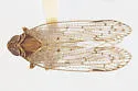 Oliaridus lobatus - photo 2