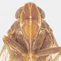 Oliaridus lobatus - photo 3