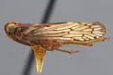 Oliaridus pima