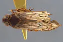 Oliaridus pima - photo 2