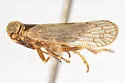 Oliaridus sementinus
