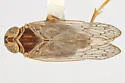 Oliaridus sementinus - photo 2