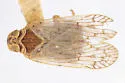 Oliaridus sementinus - photo 4