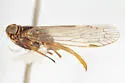 Oliaridus sonoitus