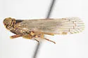Oliaridus sonoitus - photo 4