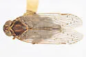 Oliaridus sonoitus - photo 5
