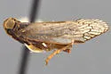 Melanoliarus truncatus