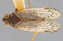 Melanoliarus truncatus - photo 2