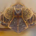 Melanoliarus truncatus - photo 3