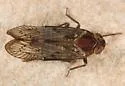 Oliaronus tontonus - photo 2