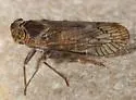 Oliaronus tontonus - photo 3