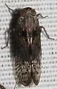 Oliaronus tontonus - photo 4