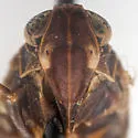 Oliaronus tontonus - photo 5