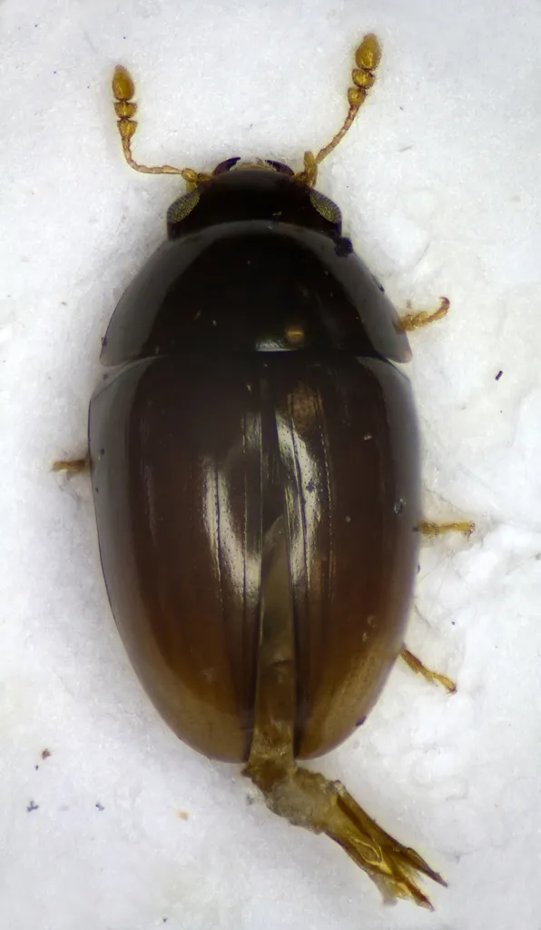 Olibrus affinis