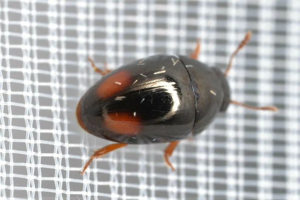 Olibrus bicolor - photo 2